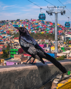 El zanate: el ave de mirada dorada que conquistó las ciudades de México