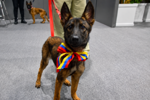 Venezuela dona a México cachorra rescatista como símbolo de gratitud tras misión humanitaria por sismos